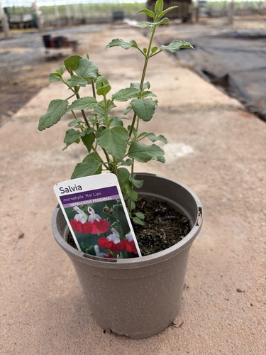 Hot lips salvia hardy - hot,