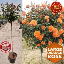 4 - 5 ft tall Standard Orange