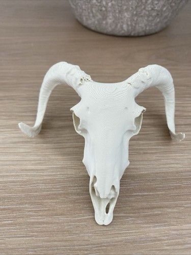Replica ram skull - ram,