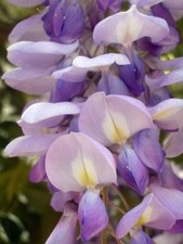 BONSAI  - Wisteria SInensis  - A  beautiful  purple climber.  STUNNING.  5 SEEDS