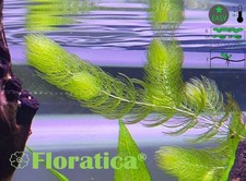 Hornwort ceratophyllum - hornwort,