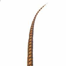 30" to 38" Lady Amherst