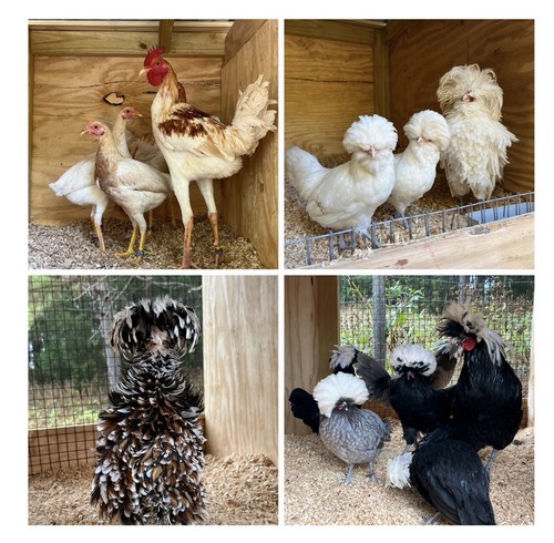 Assorted hatching eggs - eggs, from