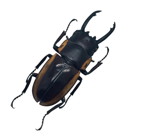 Two colour longjaw - longjaw, beetle