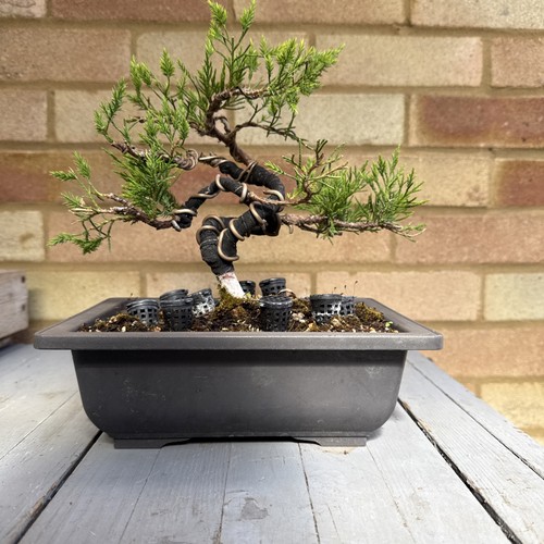 Pre bonsai juniper tree - pre,
