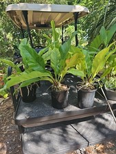 Large Anthurium hookeri