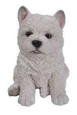West highland westie - /,