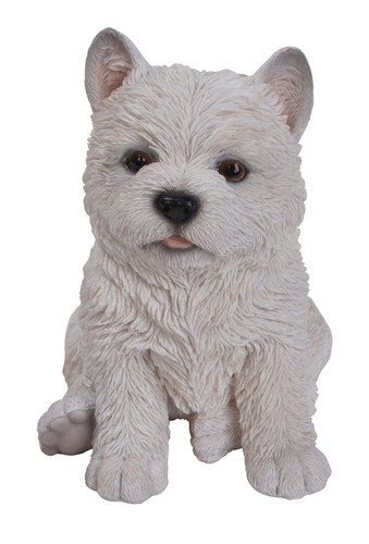 West highland westie - highland, puppy