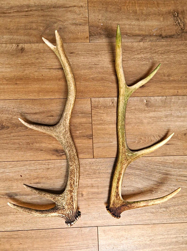 Scottish red stag - stag, from