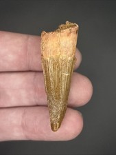 Spinosaurus dinosaur tooth - spinosaurus,