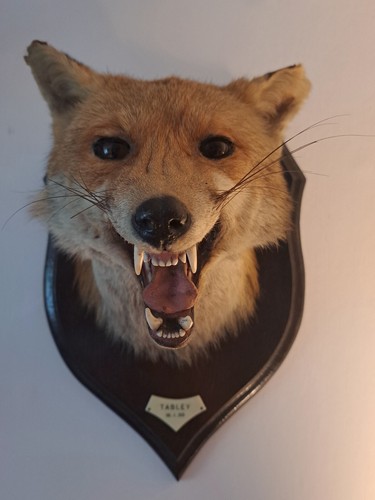 Rowland ward taxidermy - ward,