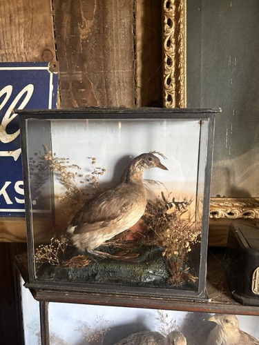 Taxidermy little grebe antique - taxidermy,