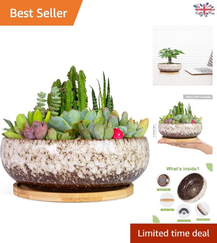 Large glazed succulent - large,