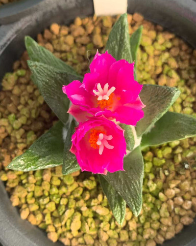 Raresucculent ariocarpus - raresucculent,