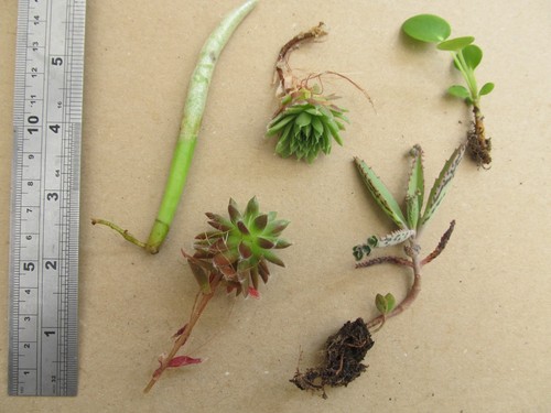 Various plant cuttings - x,