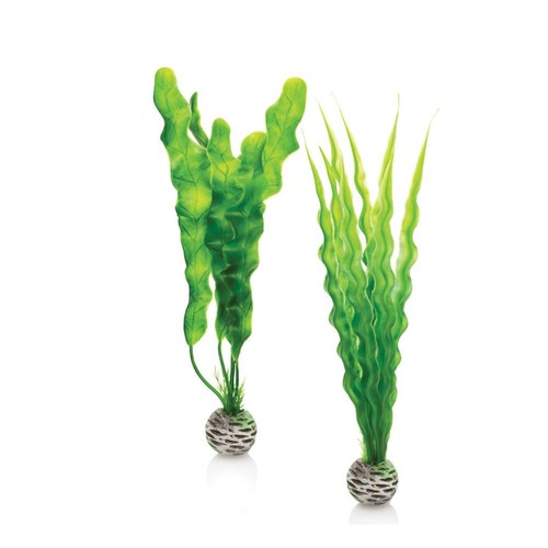 Biorb easy medium green plant - easy,