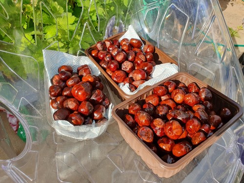 100 conkers horse chestnuts - 100,