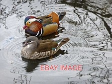 PHOTO  MANDARIN DUCKS (AIX