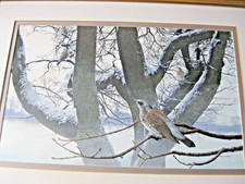 Bird Watercolour James Renny