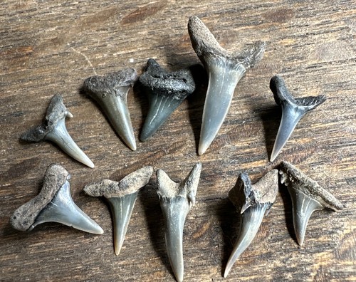 Sharks teeth fossils - teeth,