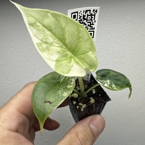 Alocasia silver dragon - alocasia,