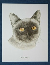 BURMESE CAT    Illustrated Card  JE22