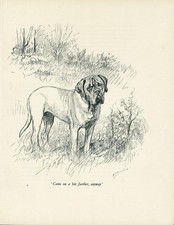 MASTIFF VINTAGE 1937 DOG ART