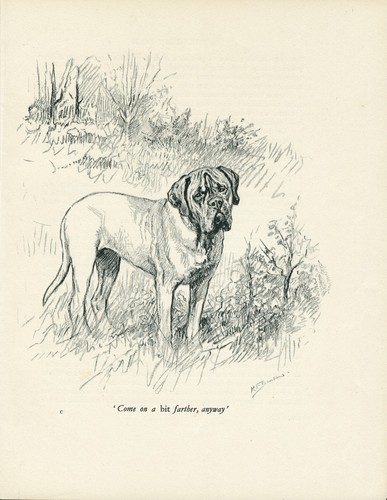 Mastiff vintage 1937 - vintage, art