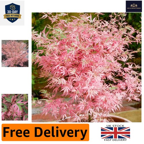 Elegant acer palmatum taylor - acer,