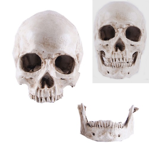 Halloween human skull skeleton - halloween,