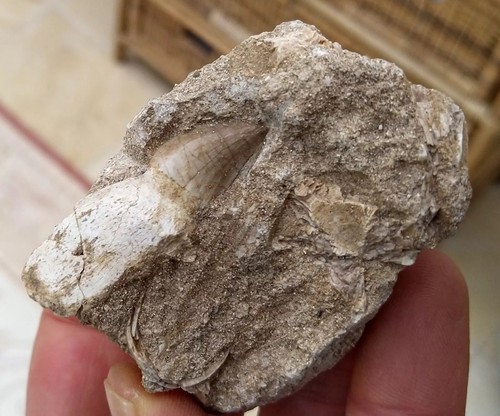 Mosasaur tooth - ,