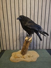 Taxidermy Crow On Branch