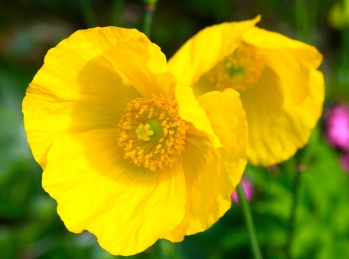 Mecanopsis cambria the - , yellow