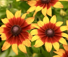Golden Star Rudbeckia Hirta -