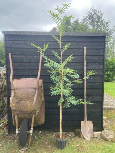 Sorbus olympic flame - flame’, /