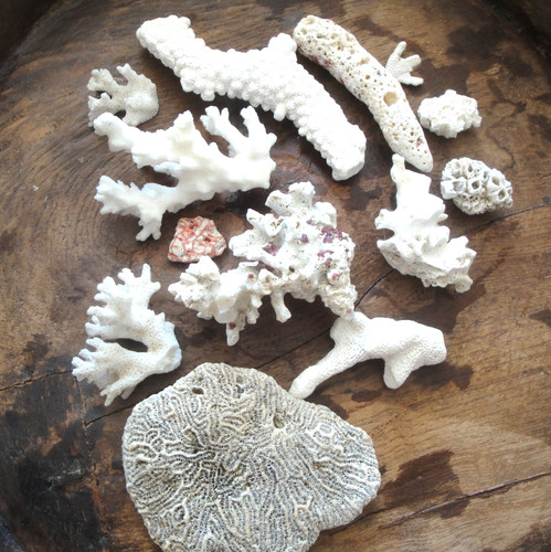 Little joblot small corals - little,