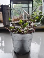 callisia repens turtle vine