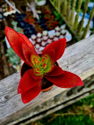 Crassula capitella campfire - crassula,