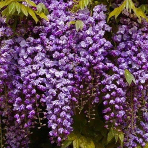 Wisteria black dragon 3 - in, a