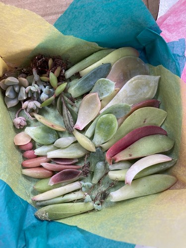 Succulent leaves bundle - +,