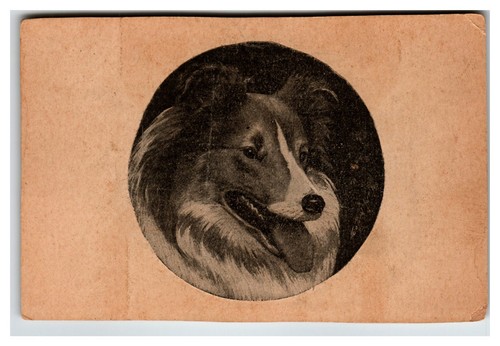 Vintage shetland sheepdog - vintage,