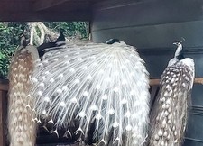 *15* Peacock Peafowl Hatching