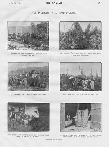 Scenes from hop pickers and - scenes,