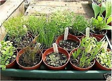 Flower - Glycyrrhiza glabra - Liquorice - 20 Seeds