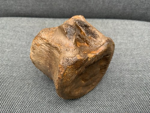 Edmontosaurus dinosaur - edmontosaurus, sp