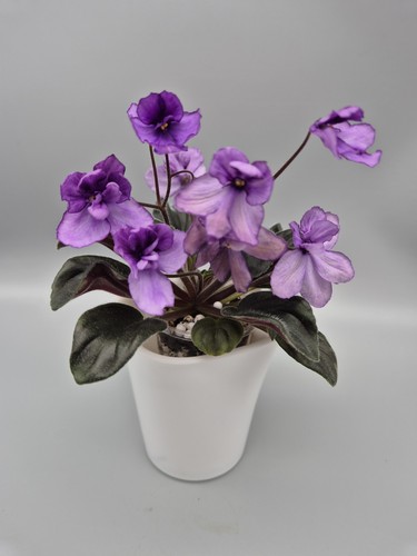 Clackamas foliage miniature - foliage.,
