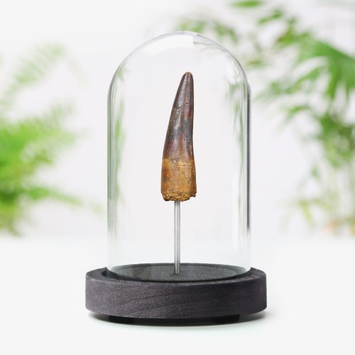 Large spinosaurus tooth fossil - tooth,