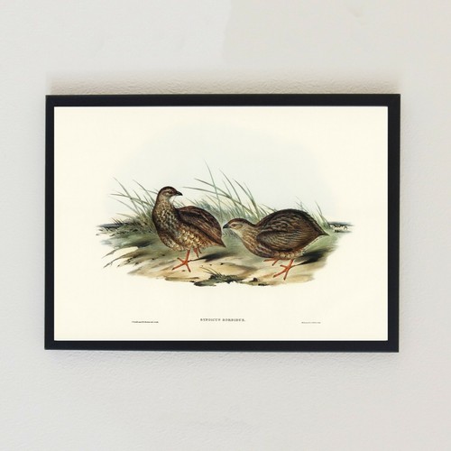 Vintage bird illustration - bird,