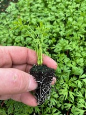 Round Carrot Plug Plants "Grow