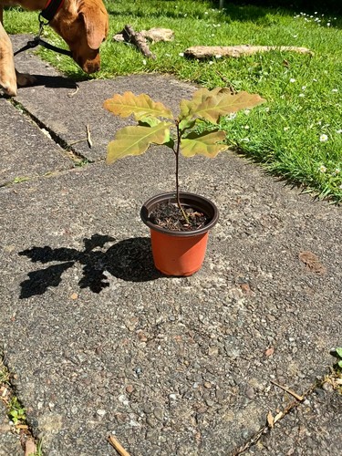 Sessile oak 9cm pot - sessile,